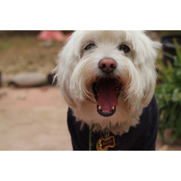 🌵 A L I T T L E A B O U T M E 🌵 - Picture 3 of 5